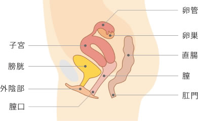 子宮,膀胱,外陰部,卵管,卵巣,直腸,膣,肛門
